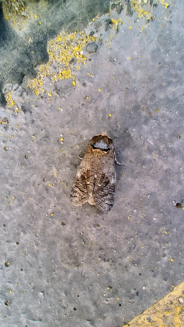 Cossus cossus - fűzfarontólepke