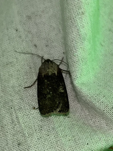 Agrotis segetum - vetési földibagoly