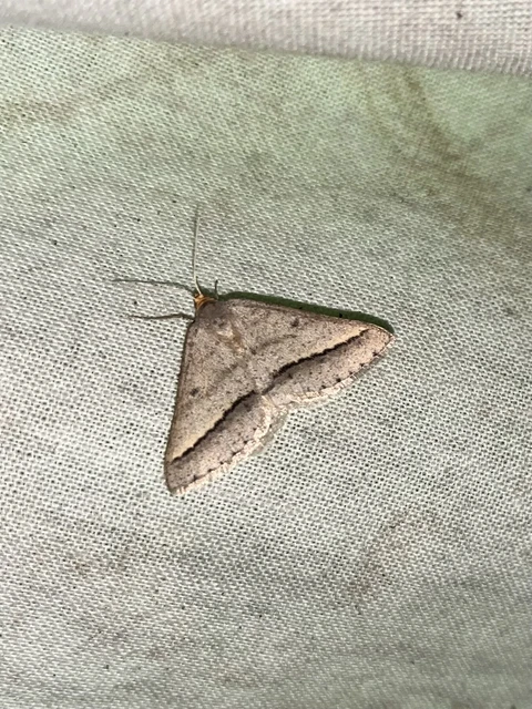 Tephrina arenacearia - lucerna-araszoló