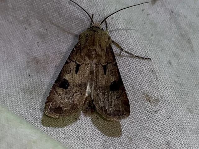 Agrotis exclamationis - felkiáltójeles földibagoly