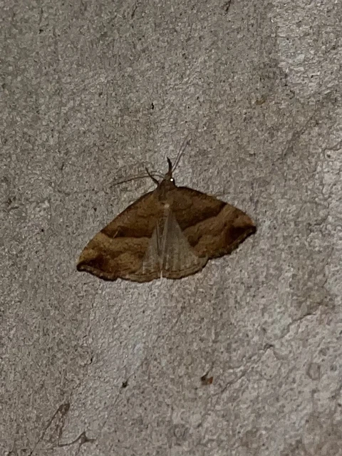 Hypena proboscidalis - ormányos karcsúbagoly