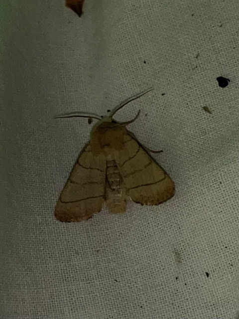 Charanyca trigrammica - háromsávos lombbagoly