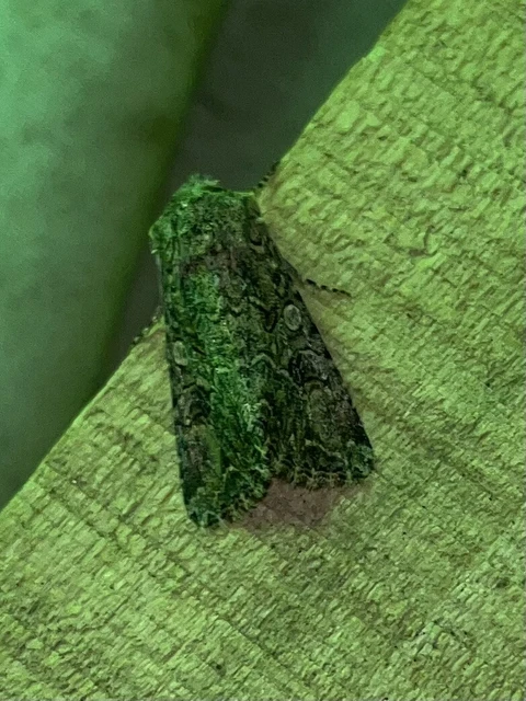 Hadula trifolii - lóherebagoly