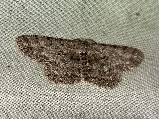 Hypomecis punctinalis - pettyes faaraszoló