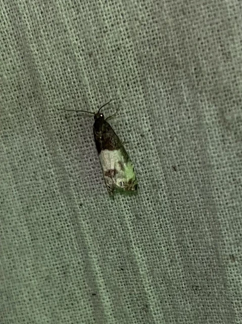 Notocelia cynosbatella - rózsahajtás-tükrösmoly