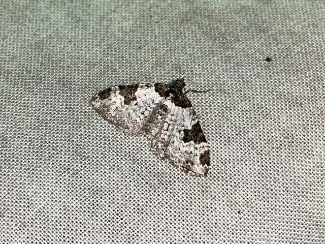 Xanthorhoe fluctuata - közönséges tarkaaraszoló