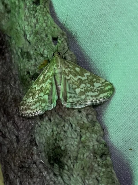Evergestis frumentalis - tavaszi dudvamoly