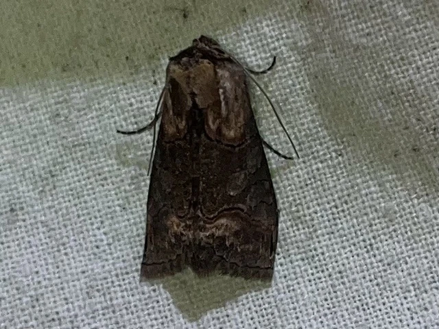 Abrostola triplasia - közönséges csalánbagoly