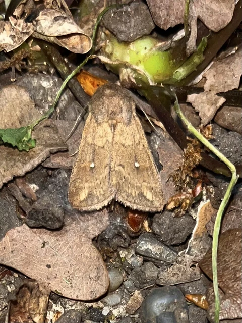 Mythimna albipuncta - fehérpettyes rétibagoly