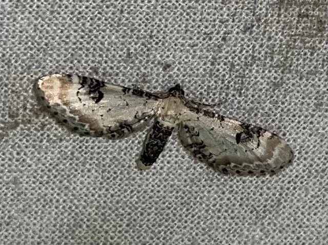 Eupithecia centaureata - búzavirág-törpearaszoló