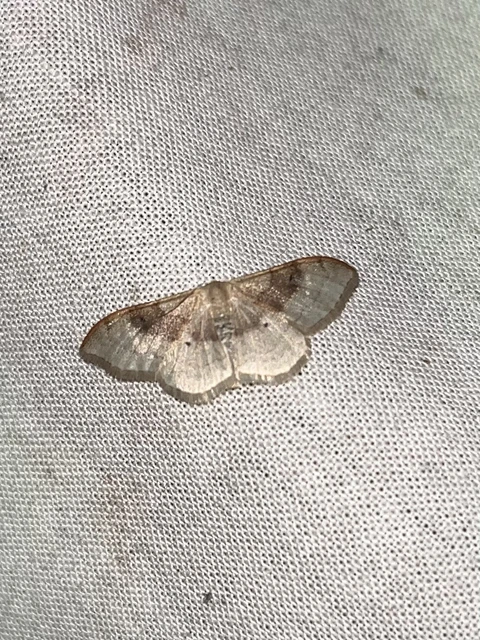 Idaea degeneraria - barnasávos araszoló