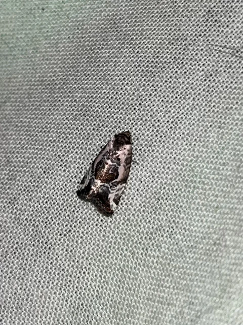 Hapalotis venustula - rózsaszínű mázasbagoly