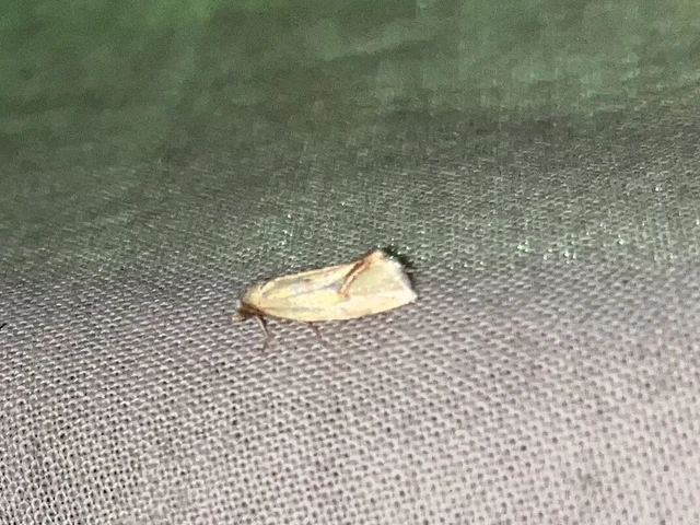 Agapeta hamana - közönséges sárgamoly