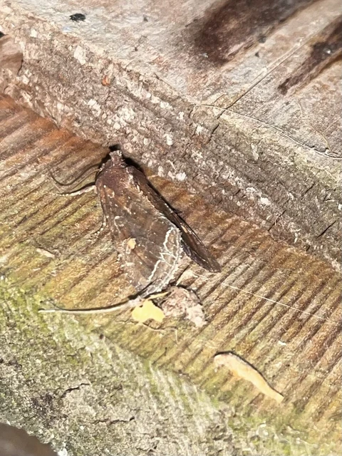 Lacanobia oleracea - saláta-kertibagoly