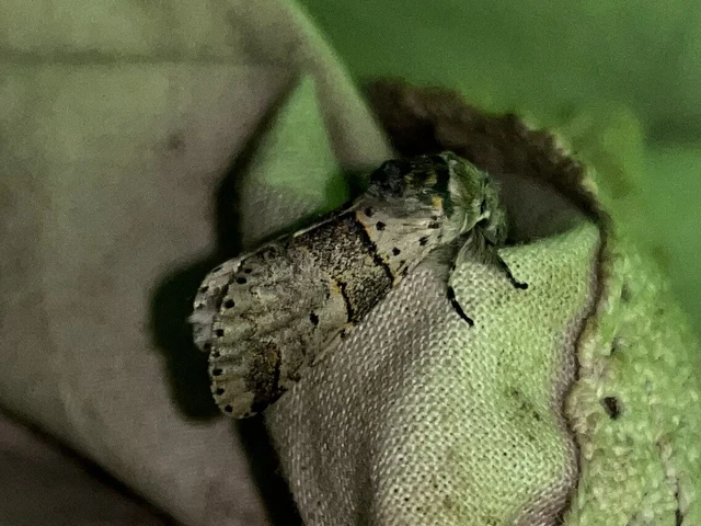 Furcula bifida - kis púposszövő