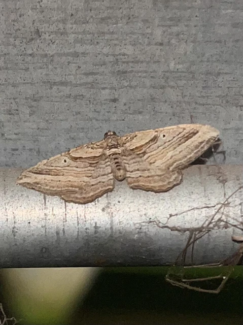 Costaconvexa polygrammata - soksávú araszoló