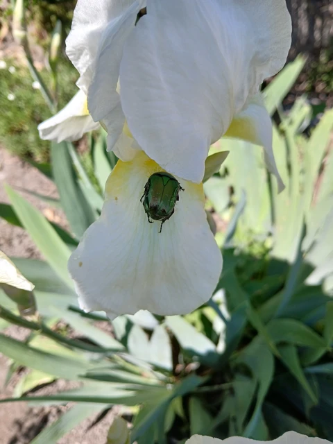 Cetonia aurata - aranyos virágbogár