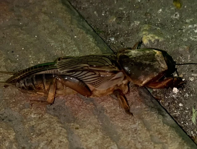 Gryllotalpa
