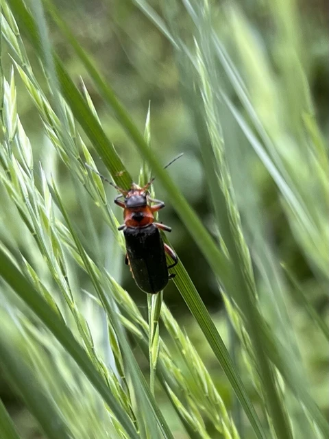 Cantharis rustica - suszterbogár