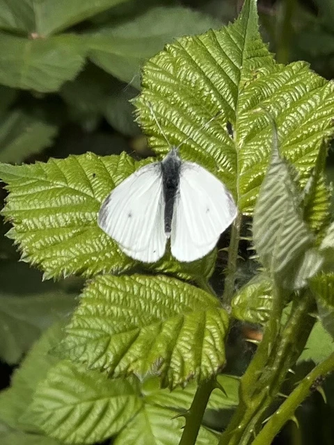 Pieris rapae - répalepke