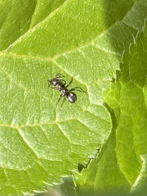 Formica fusca - kormos rabszolgahangya