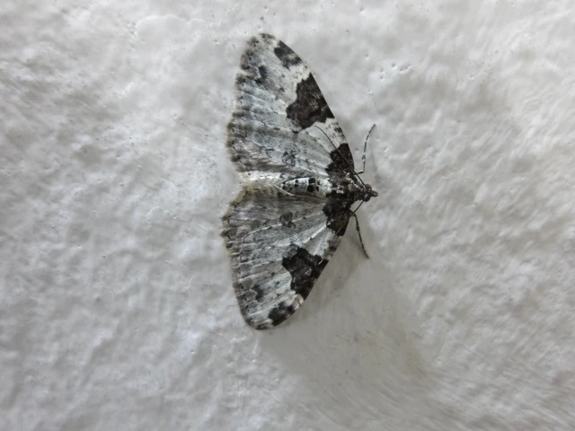 Xanthorhoe fluctuata - közönséges tarkaaraszoló