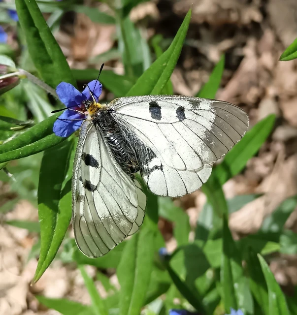Parnassius mnemosyne - kis apollólepke