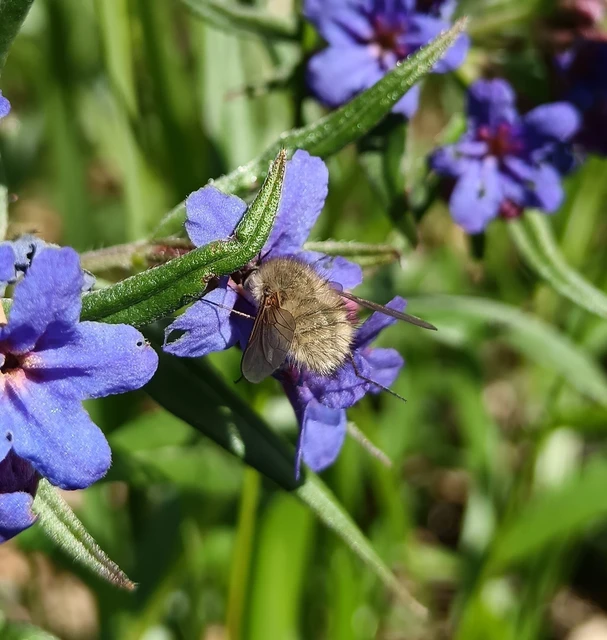 Bombyliidae - pöszörlégyfélék