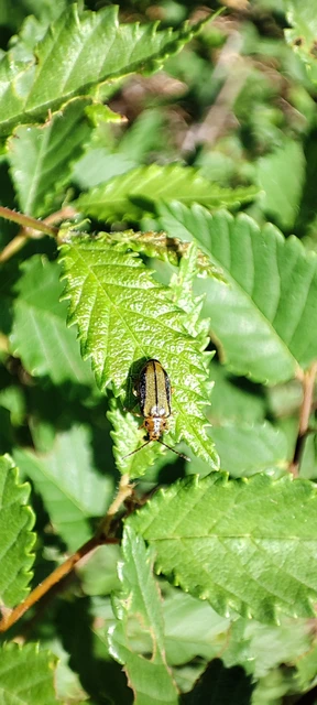 Xanthogalerucella luteola - szilfa-olajosbogár