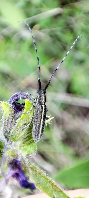 Agapanthia cardui - sávos bogáncscincér