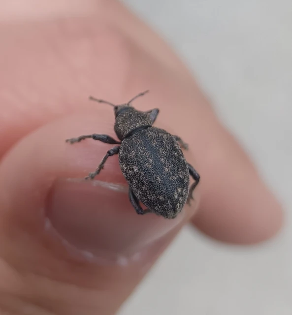 Otiorhynchus ligustici - vincellér-gyalogormányos