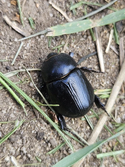 Pentodon idiota - butabogár