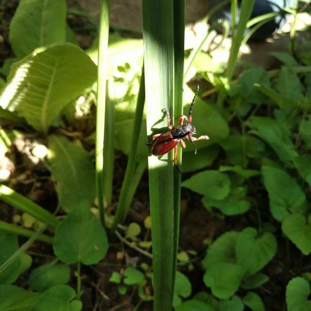 Dorcadion fulvum - barna gyalogcincér