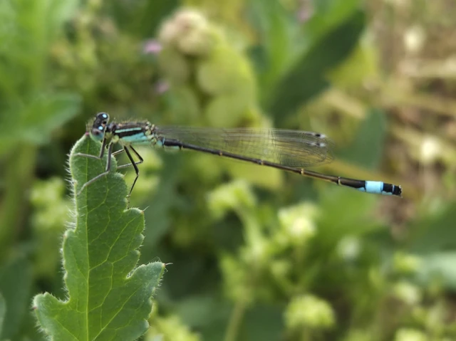 Ischnura elegans pontica - kéköves légivadász