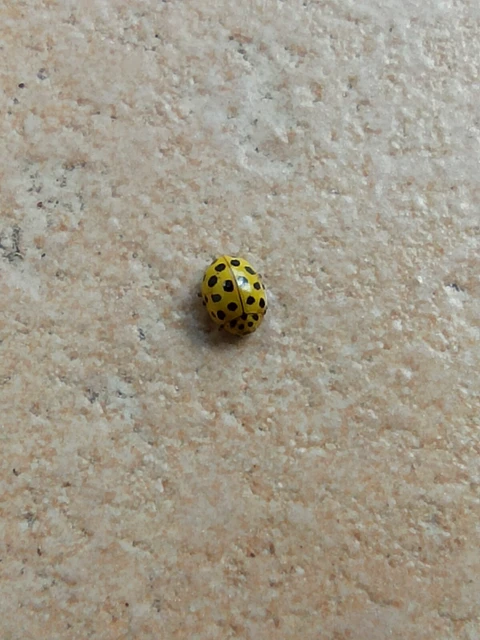 Psyllobora vigintiduopunctata - huszonkétpettyes katica