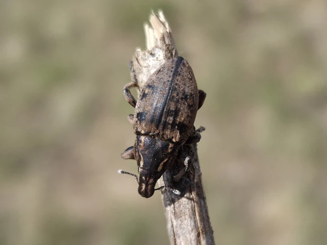 Leucophyes pedestris - négypettyes barkó