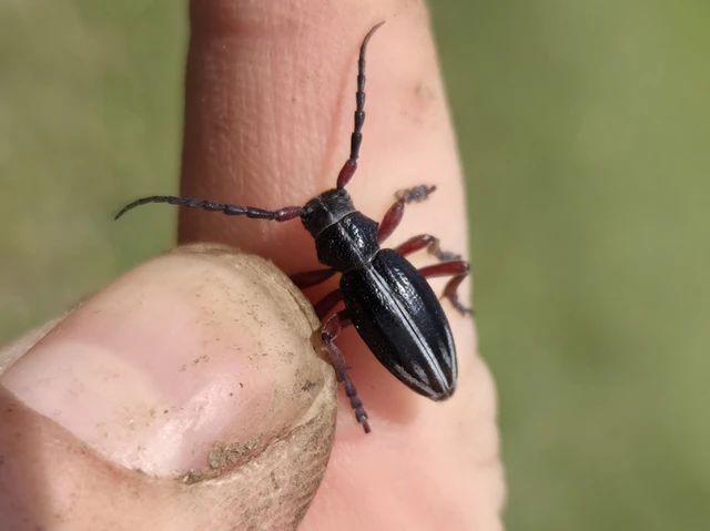 Dorcadion pedestre - kétsávos gyalogcincér Dorcadion pedestre - kétsávos gyalogcincér