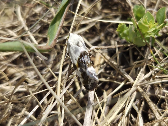 Ponometia candefacta - parlagfűbagoly