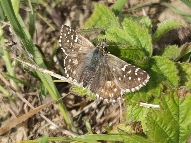 Pyrgus armoricanus - feles busalepke