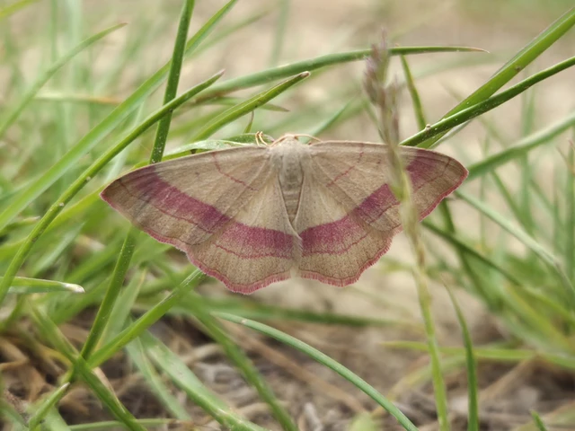 Rhodostrophia vibicaria - pirosszélű araszoló