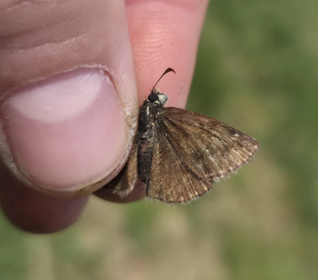 Erynnis tages - cigánylepke