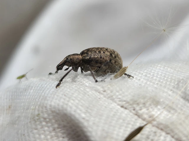 Liophloeus tessulatus - kockás barabolyormányos
