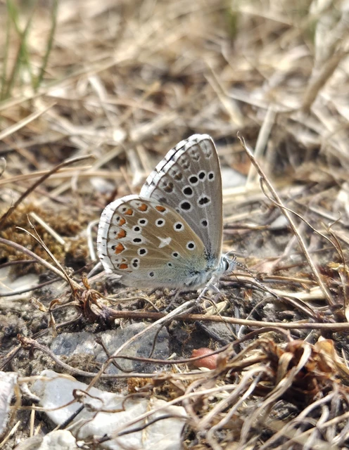 Polyommatus bellargus - égszínű boglárka