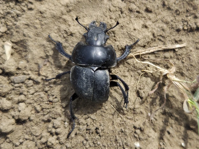 Lethrus apterus - nagyfejű csajkó