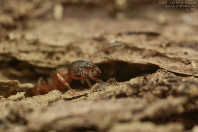 Leptothorax gredleri - fenyveslakó berkihangya