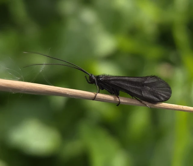 Trichoptera - Tegzesek
