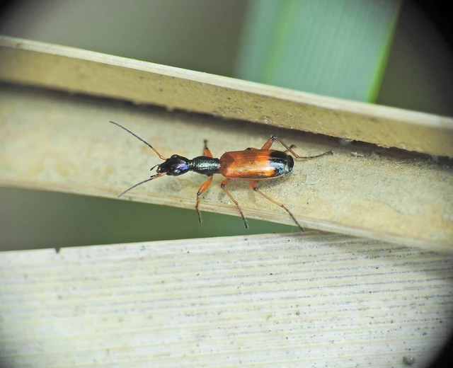 Odacantha melanura - ingoványfutó