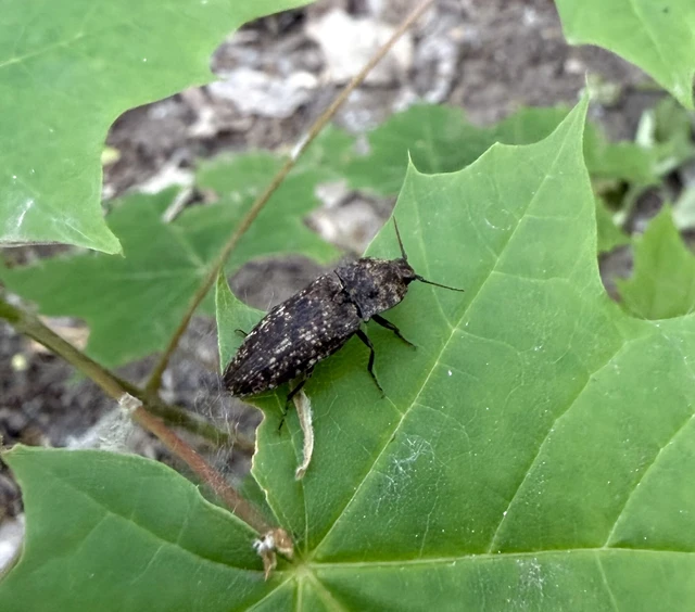 Agrypnus murinus - egérszínű pikkelyespattanó