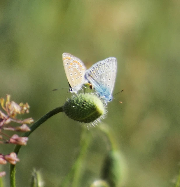 Polyommatus icarus - közönséges boglárka
