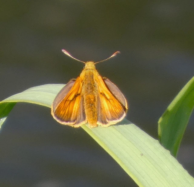 Ochlodes sylvanus - erdei busalepke